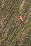 Malachite Kingfisher Malachite Kingfisher